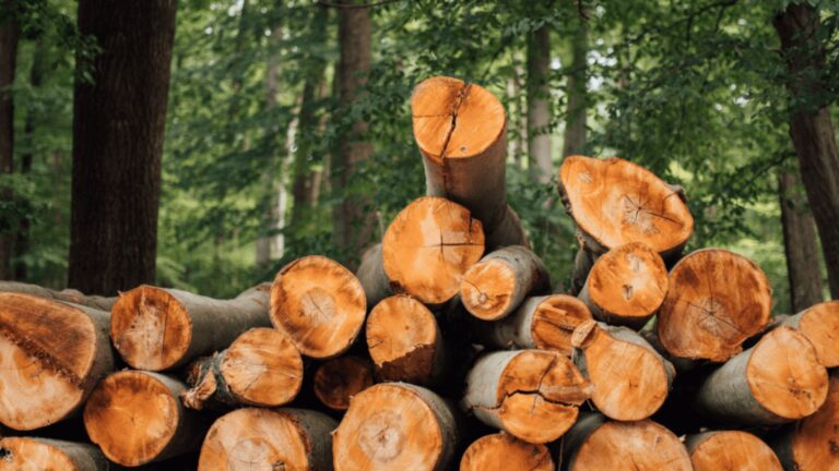 Sustainable Forestry and Paper Production